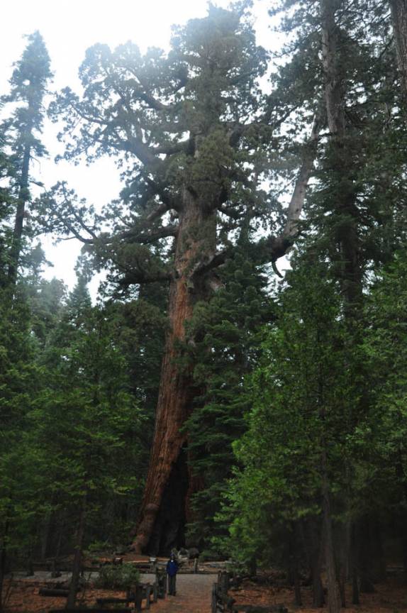 Minúsculo quando comparado à gigantesca sequoia, no Mariposa Grove, no Yosemite National Park, na Califórnia, nos Estados Unidos